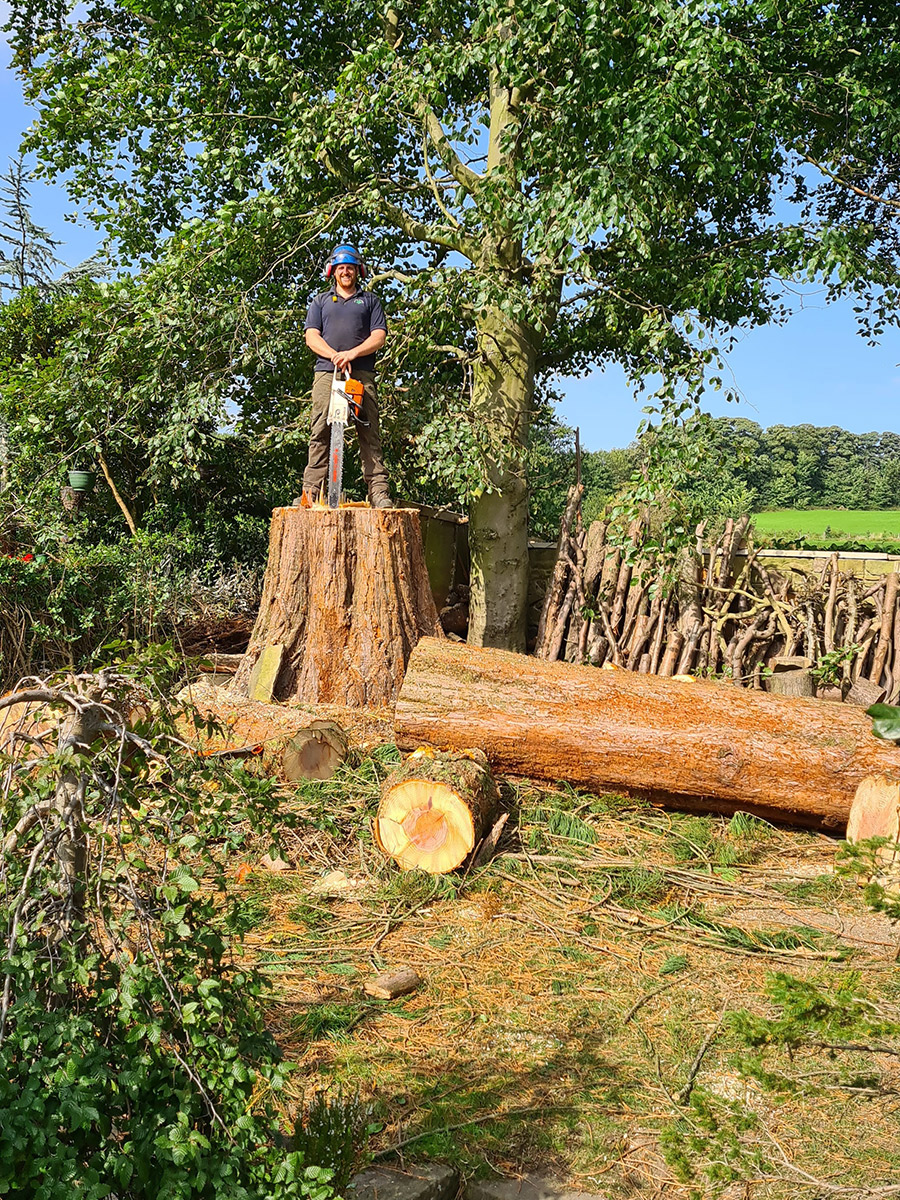 Tree Surgery