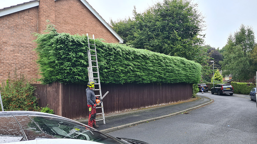 Tree Surgery