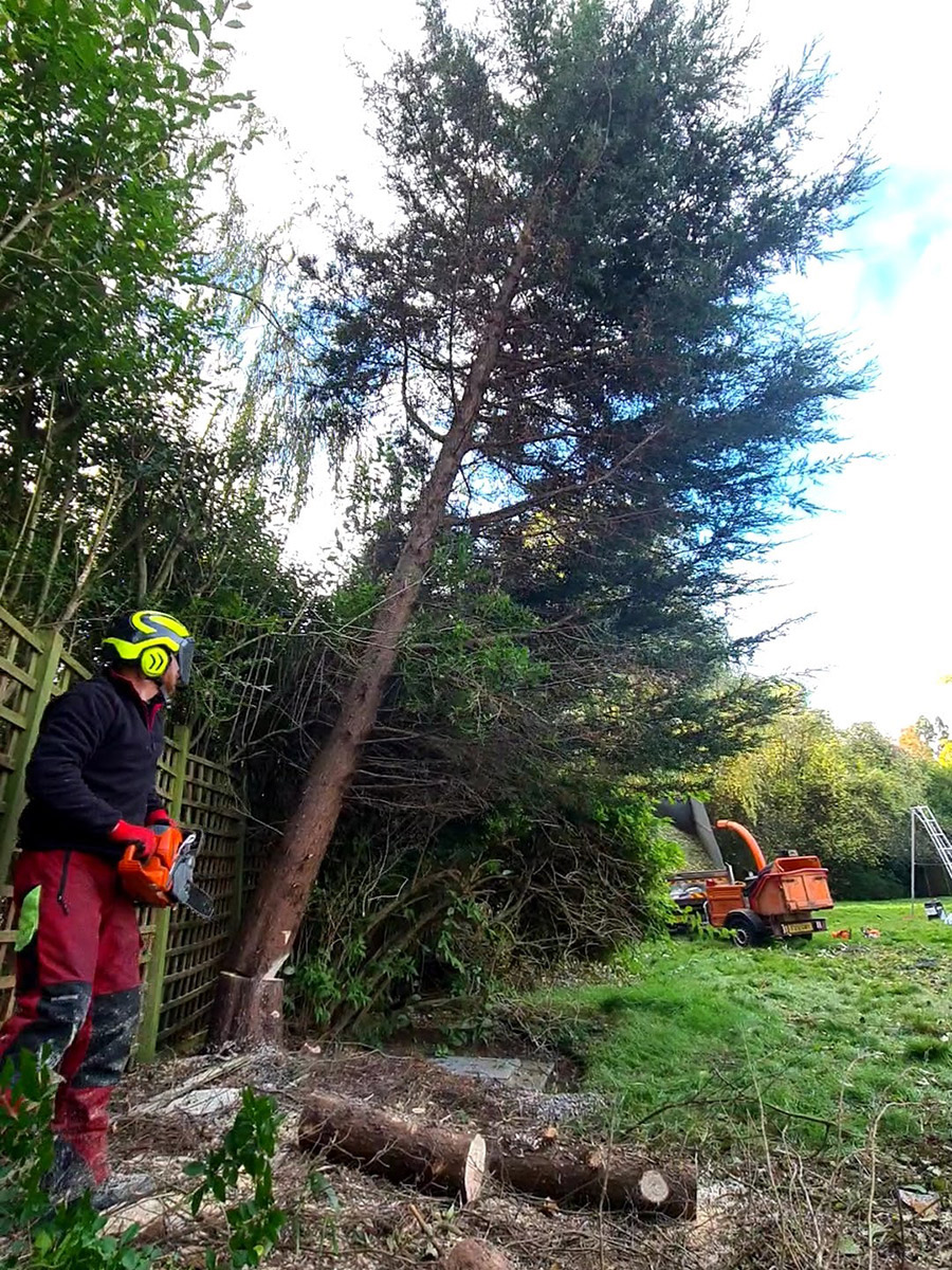 Tree Surgery