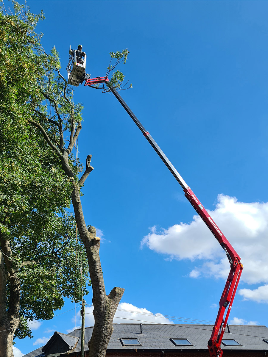Tree Surgery