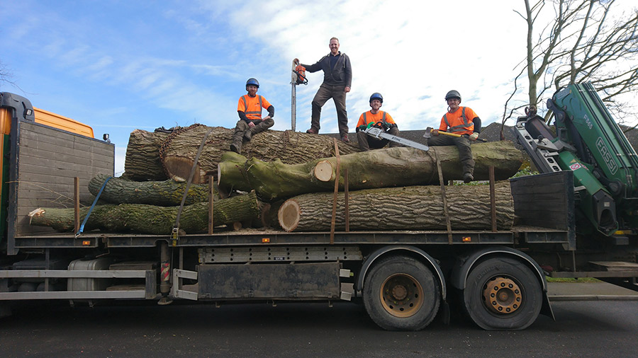 Tree Surgery