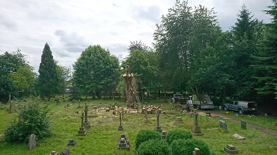 Tree Surgery