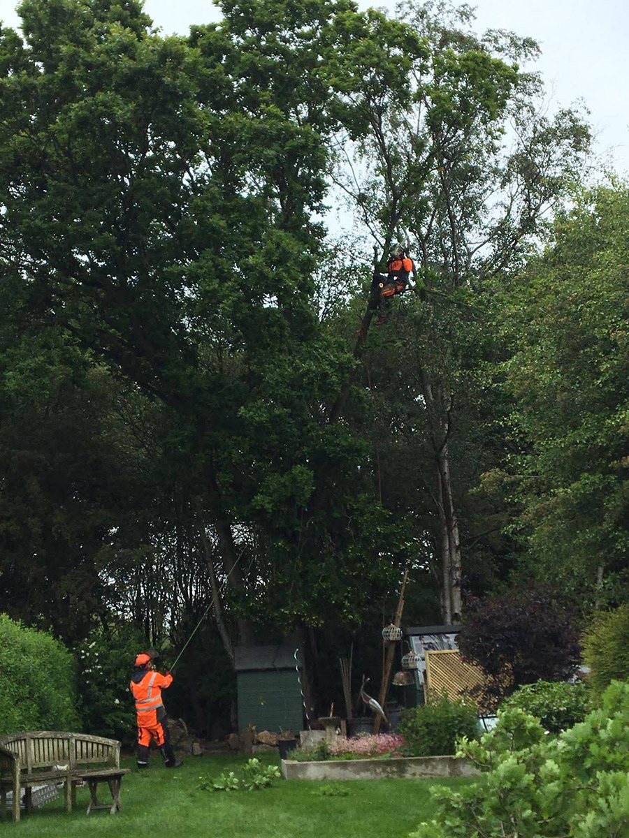 Tree Surgery