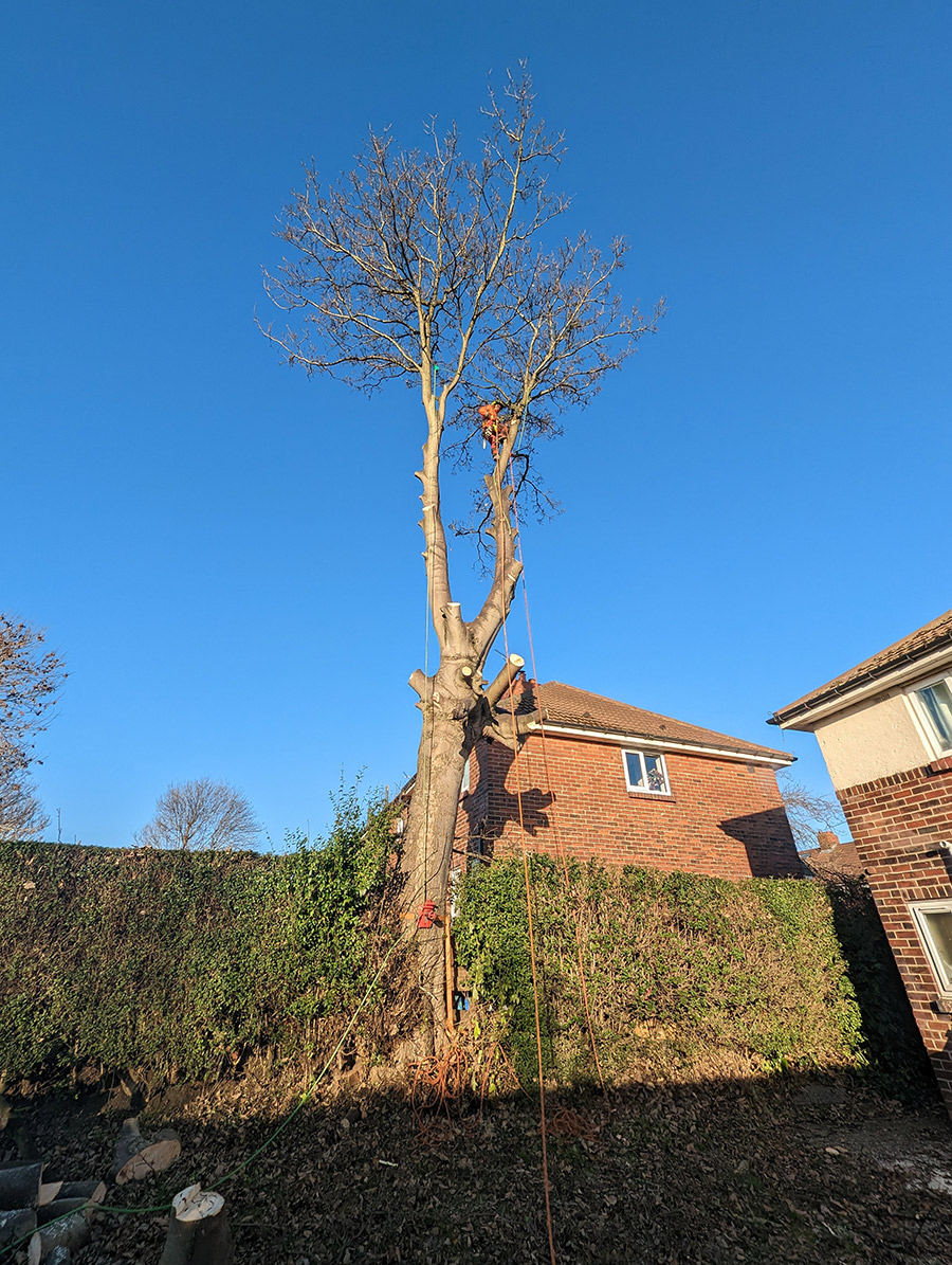 Tree Surgery