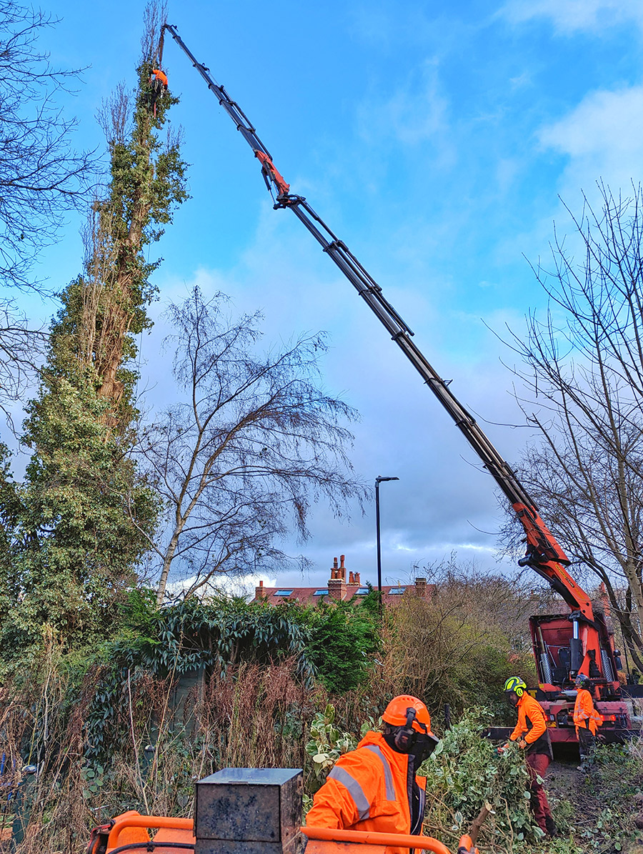 Tree Surgery