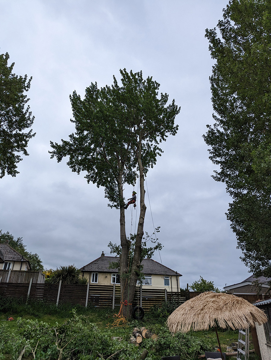 Tree Surgery