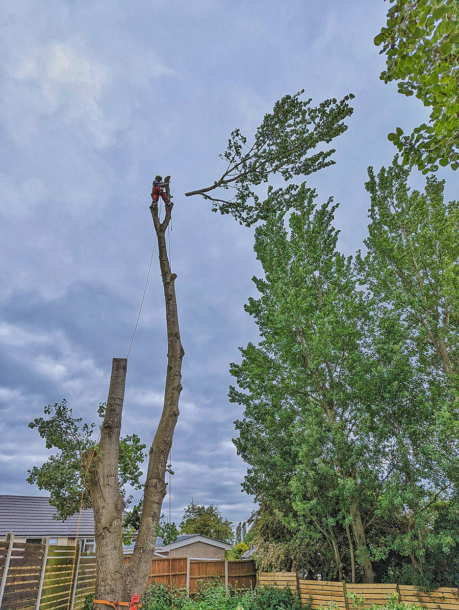 Tree Surgery