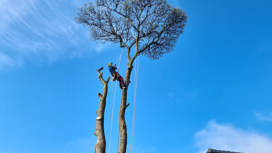 Tree Surgery