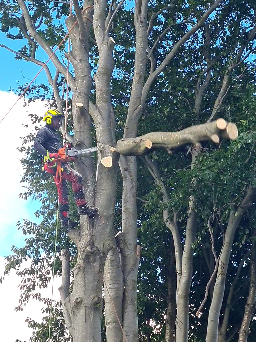 Tree Surgery